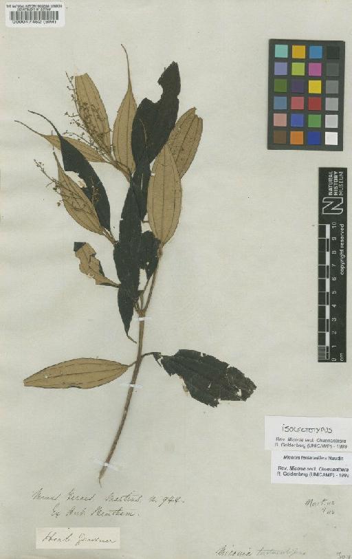 Miconia tentaculifera Naudin - BM000047452