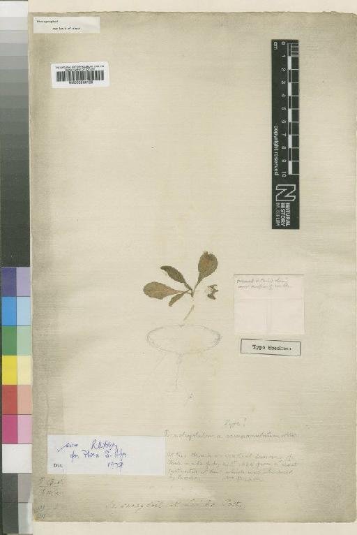 Brachystelma campanulatum N.E.Br. - BM000930128