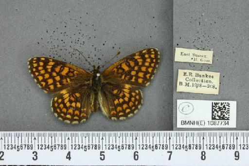 Melitaea athalia (Rottemburg, 1775) - BMNHE_1087734_58158