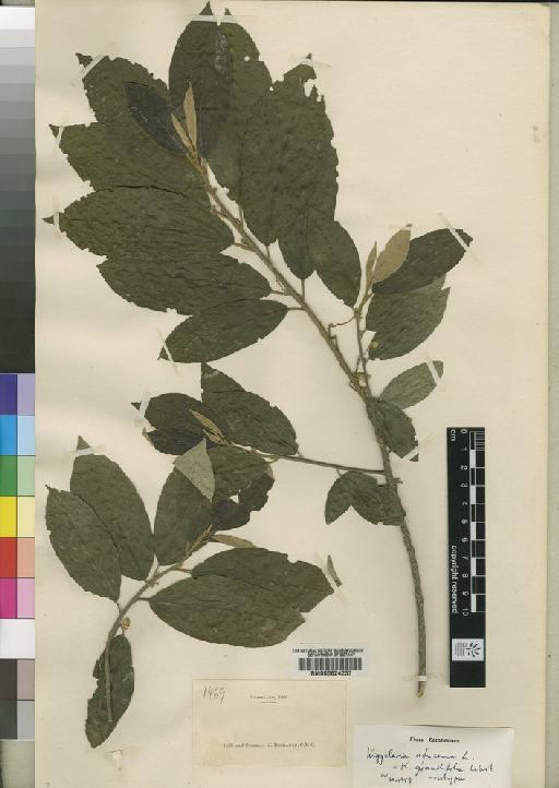 Kiggelaria africana L. - BM000624257