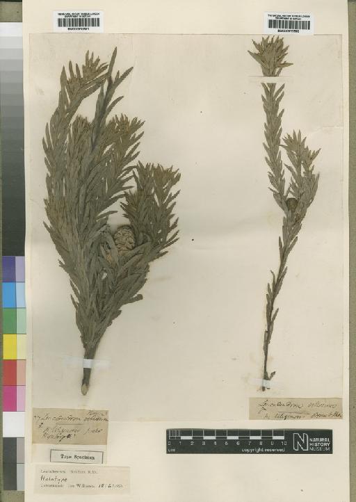 Leucadendron floridum R.Br. - BM000910592