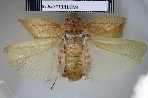 Rhabdoblatta everetti (Hanitsch, 1931) - Epilampra everetti Hanitsch, 1931, female, holotype, dorsal. Photographer: Aging Wang. BMNH(E)#877038