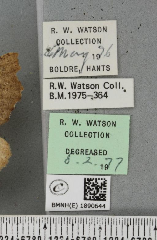 Odontopera bidentata (Clerck, 1759) - BMNHE_1890644_label_452737