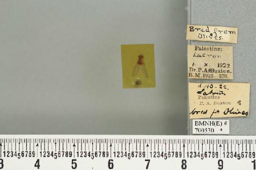 Bactrocera (Daculus) oleae (Rossi, P., 1790) - BMNHE_700530_34559