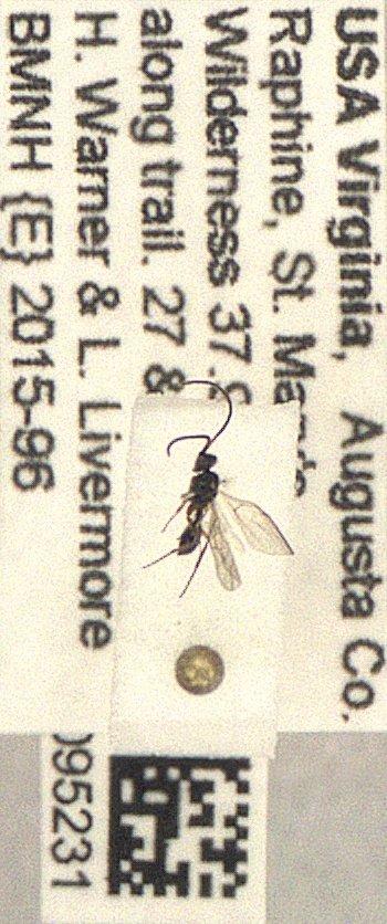 Belytinae Förster, A., 1856 - Hymenoptera 010095231