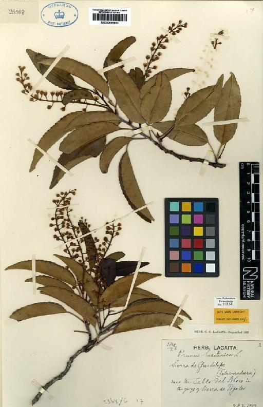 Prunus lusitanica L. - BM000895853