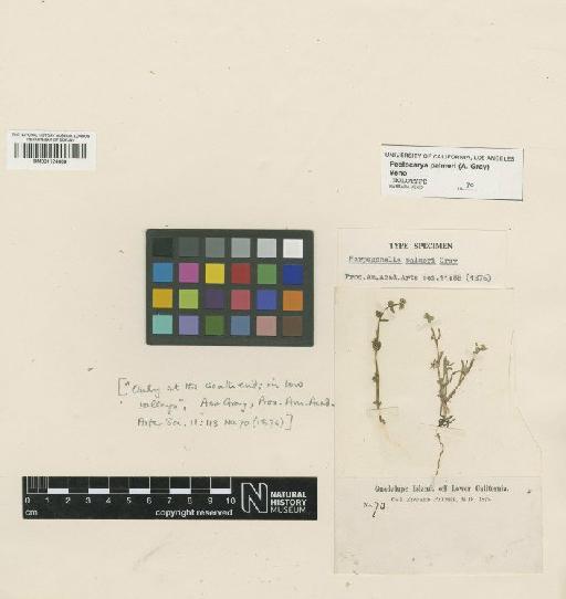 Cynoglossum furcatum Wall. ex Roxb. - BM001124576