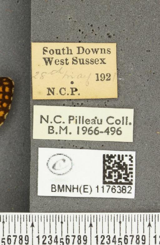 Boloria selene selene Denis & Schiffermüller, 1775 - BMNHE_1176382_label_32003