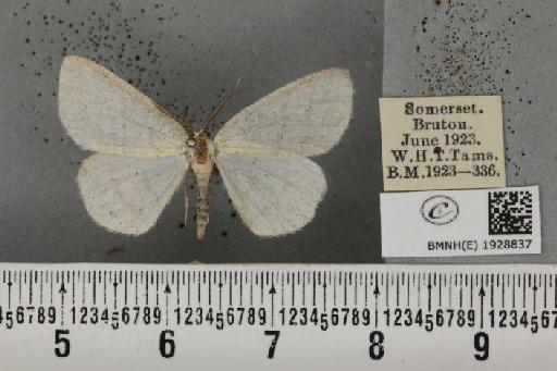 Cabera pusaria (Linnaeus, 1758) - BMNHE_1928837_494801