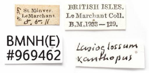 Lasioglossum (Lasioglossum) xanthopus (Kirby, 1802) - 969462 labels