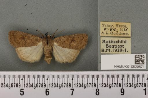 Caradrina morpheus (Hufnagel, 1766) - NHMUK_010529871_583873