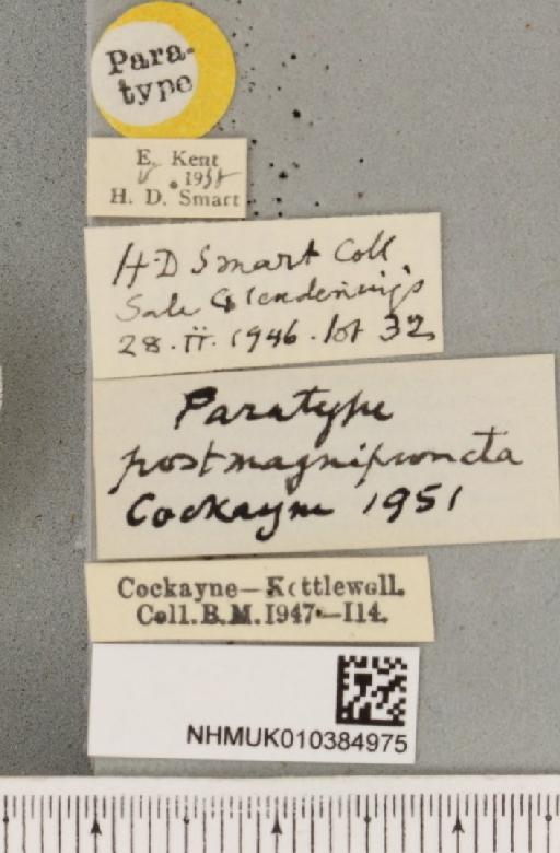 Spilosoma lubricipeda ab. postmagnipuncta Cockayne, 1951 - NHMUK_010384975_label_508624