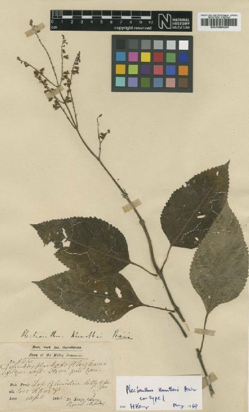 Plectranthus kunstleri Prain - BM000950284