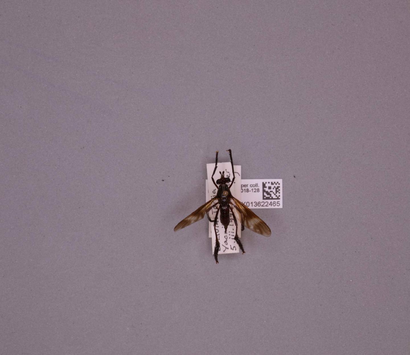 Pseudorus distendens