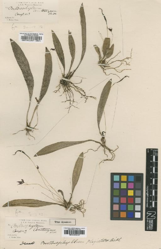 Bulbophyllum carstenzense Ridl. - BM000082967