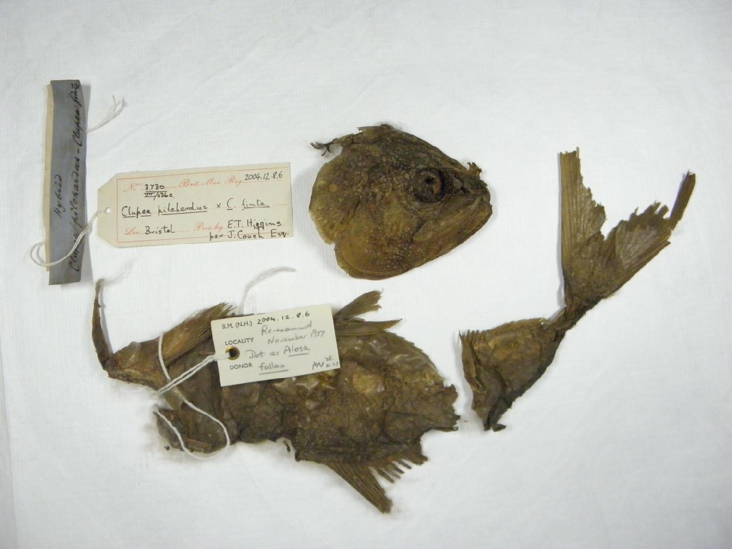 To NHMUK collection (Alosa squamopinnata Couch, 1865; HOLOTYPE; NHMUK:ecatalogue:3133968)