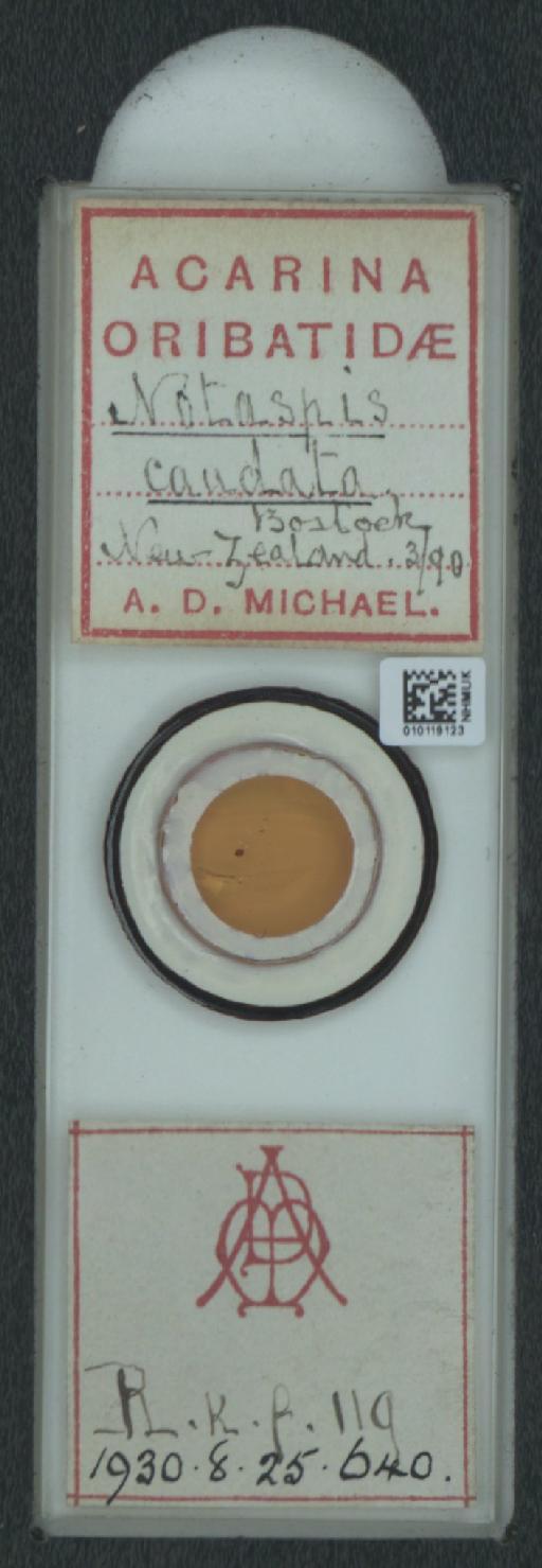 Notaspis caudata A.D. Michael, 1898 - 010119123_128159_550083