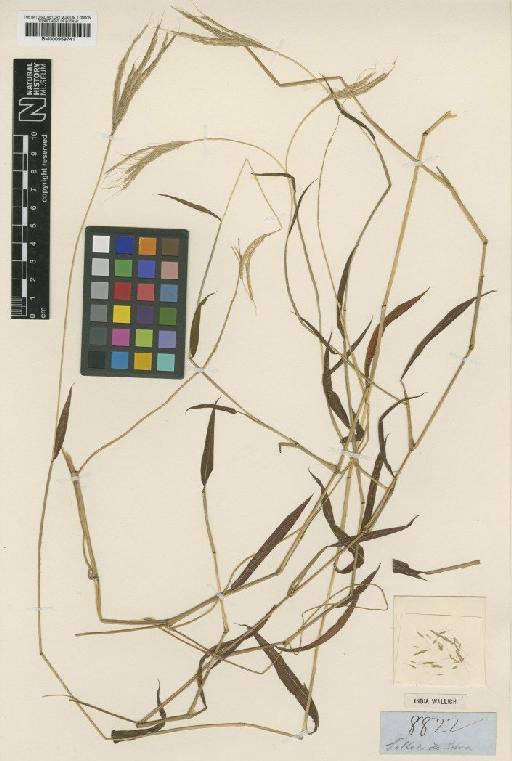Microstegium ciliatum (Trin.) A.Camus - BM000959741