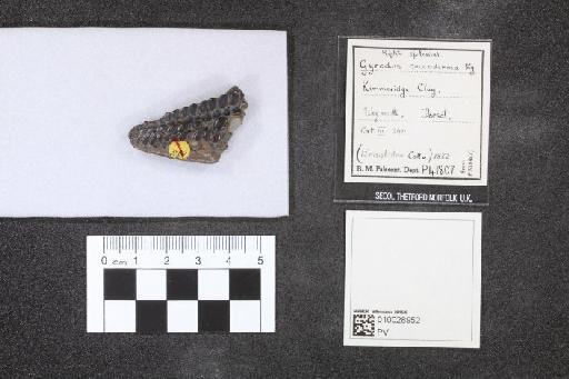Gyrodus coccoderma Egerton, 1869 - 010028952_L010041325