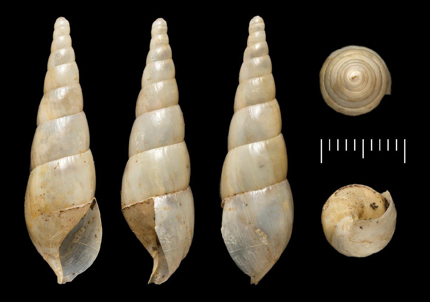 To NHMUK collection (Achatina antinorii Morelet, 1872; Syntype; NHMUK:ecatalogue:7785555)