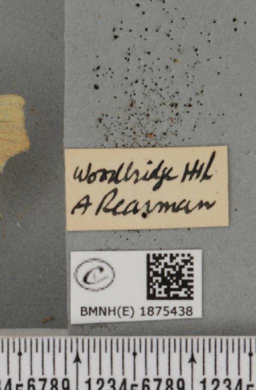 Ennomos erosaria (Denis & Schiffermüller, 1775) - BMNHE_1875438_a_label_443498
