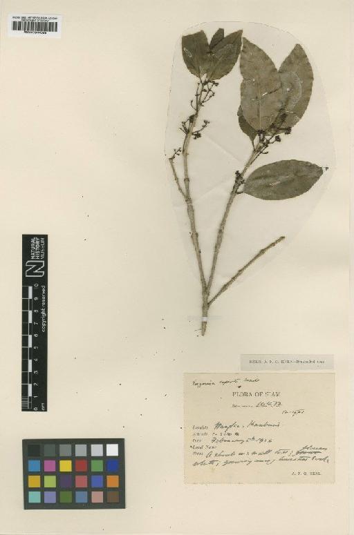 Eugenia referta Craib - BM000944098