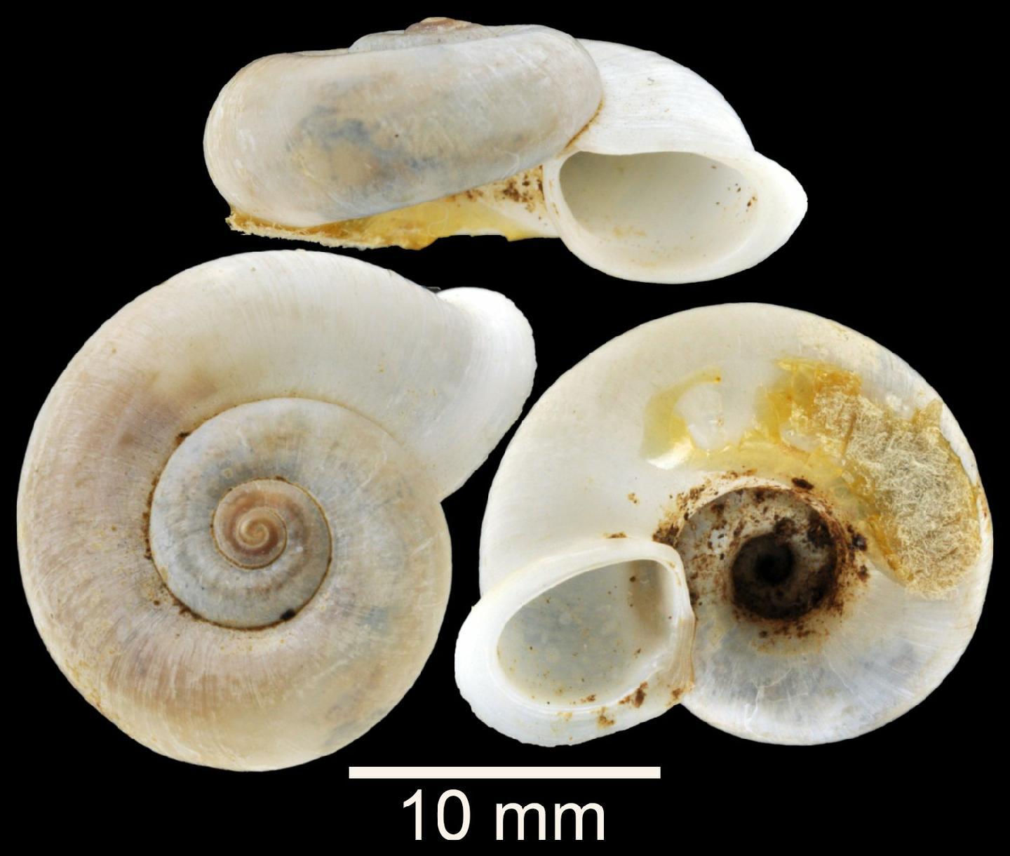 To NHMUK collection (Pterocyclus aspersus Bullen, 1906; SYNTYPES; NHMUK:ecatalogue:2850285)