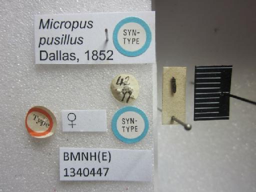 Ischnodemus pussilus Walker, 1872 - Micropus pusillus-BMNH(E)1340447-Syntype female dorsal & labels2