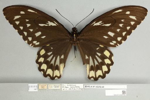 Ornithoptera croesus croesus Wallace, 1859 - 013604992__