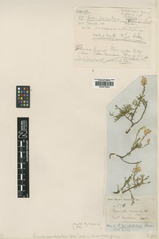 Genista pseudopilosa Coss. - BM000750902