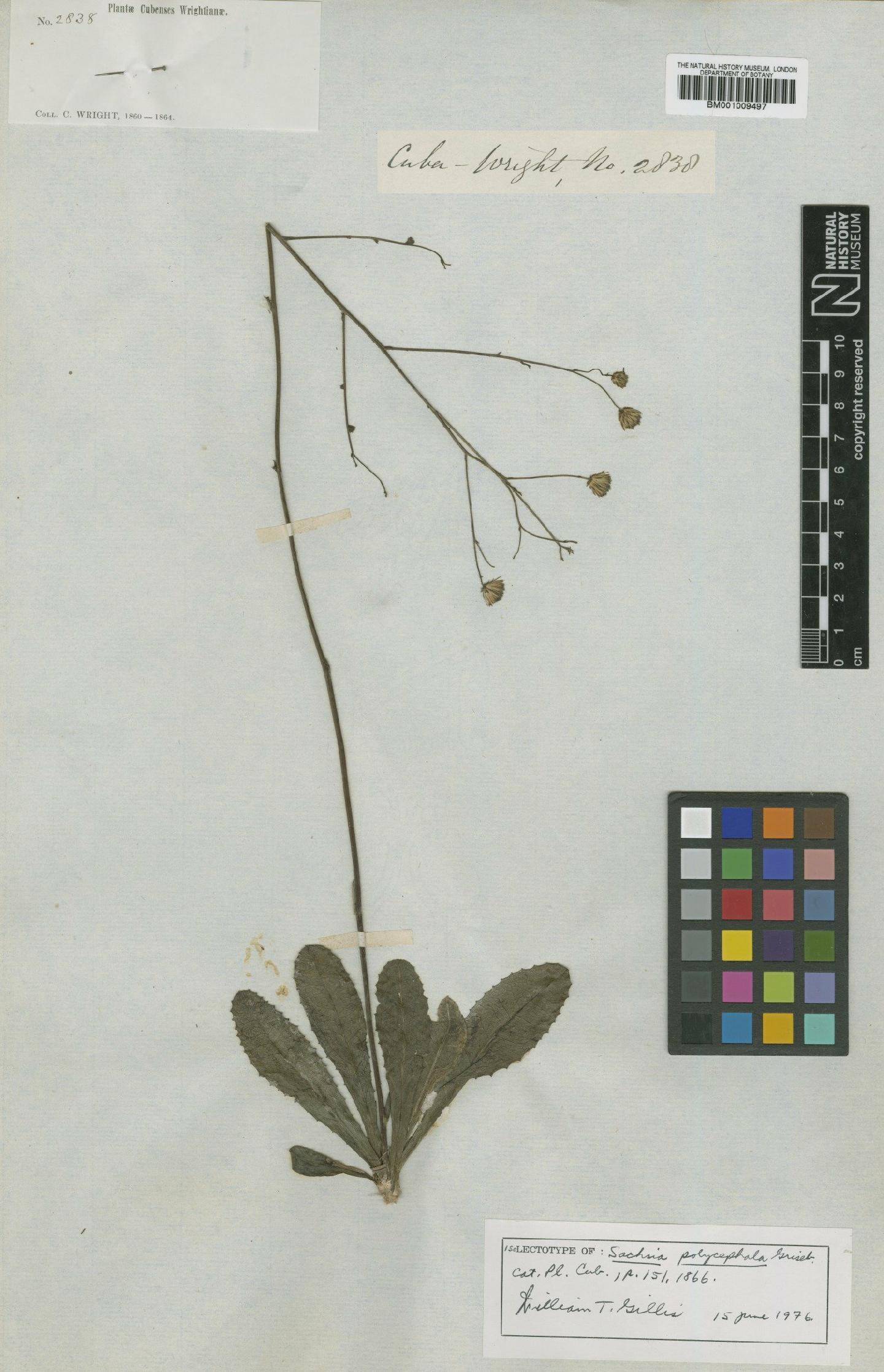 To NHMUK collection (Sachsia polycephala Griseb.; Isolectotype; NHMUK:ecatalogue:611742)