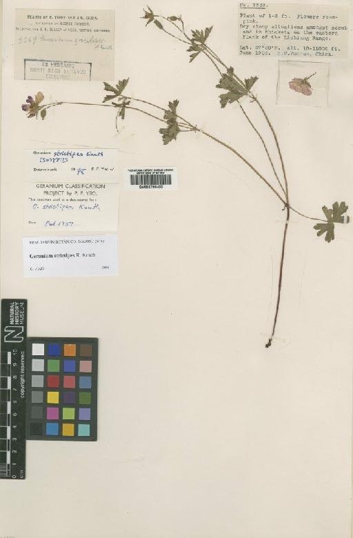 Geranium strictipes R.Knuth - BM000796466