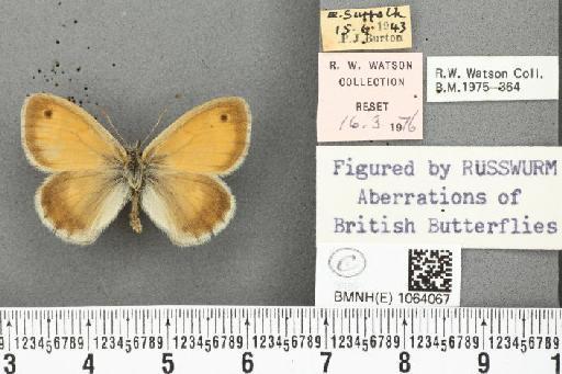 Coenonympha pamphilus ab. latiora Leeds, 1950 - BMNHE_1064067_25243