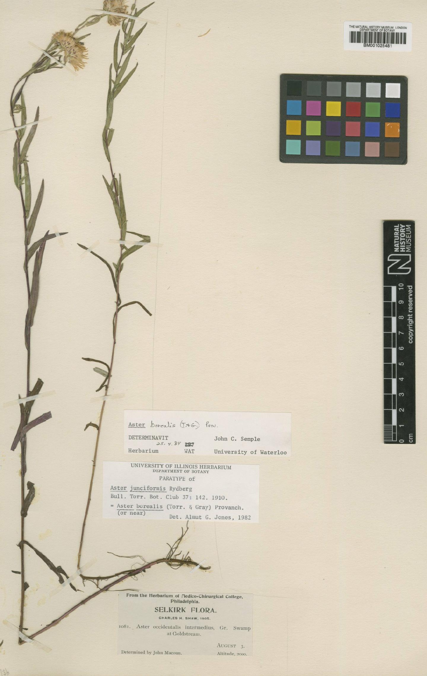 To NHMUK collection (Aster junciformis Rydb.; Paratype; NHMUK:ecatalogue:1089581)