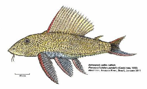 Pterygoplichthys pardalis (Castelnau, 1855) - BMNH 2016.4.18.1, Pterygoplichthys pardalis illustration