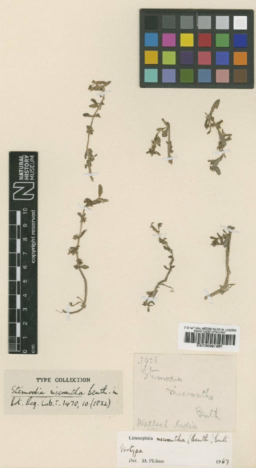 Limnophila micrantha Benth. - BM000997895