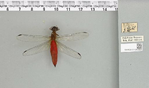 Lyriothemis biappendiculata (Selys, 1878) - 011252848_93000_1255234_2