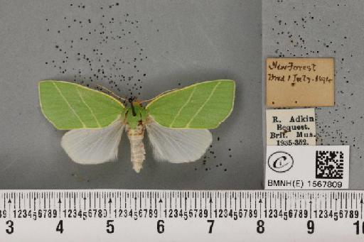 Bena bicolorana (Fuessly, 1775) - BMNHE_1567809_293251
