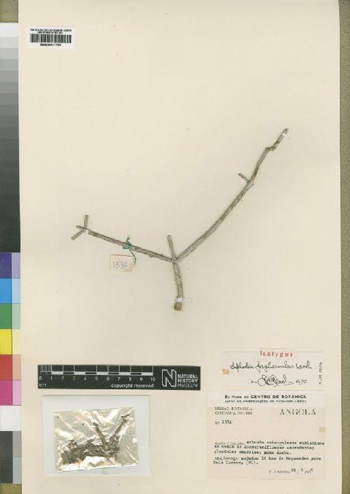 Euphorbia fragiliramulosa Leach - BM000911295