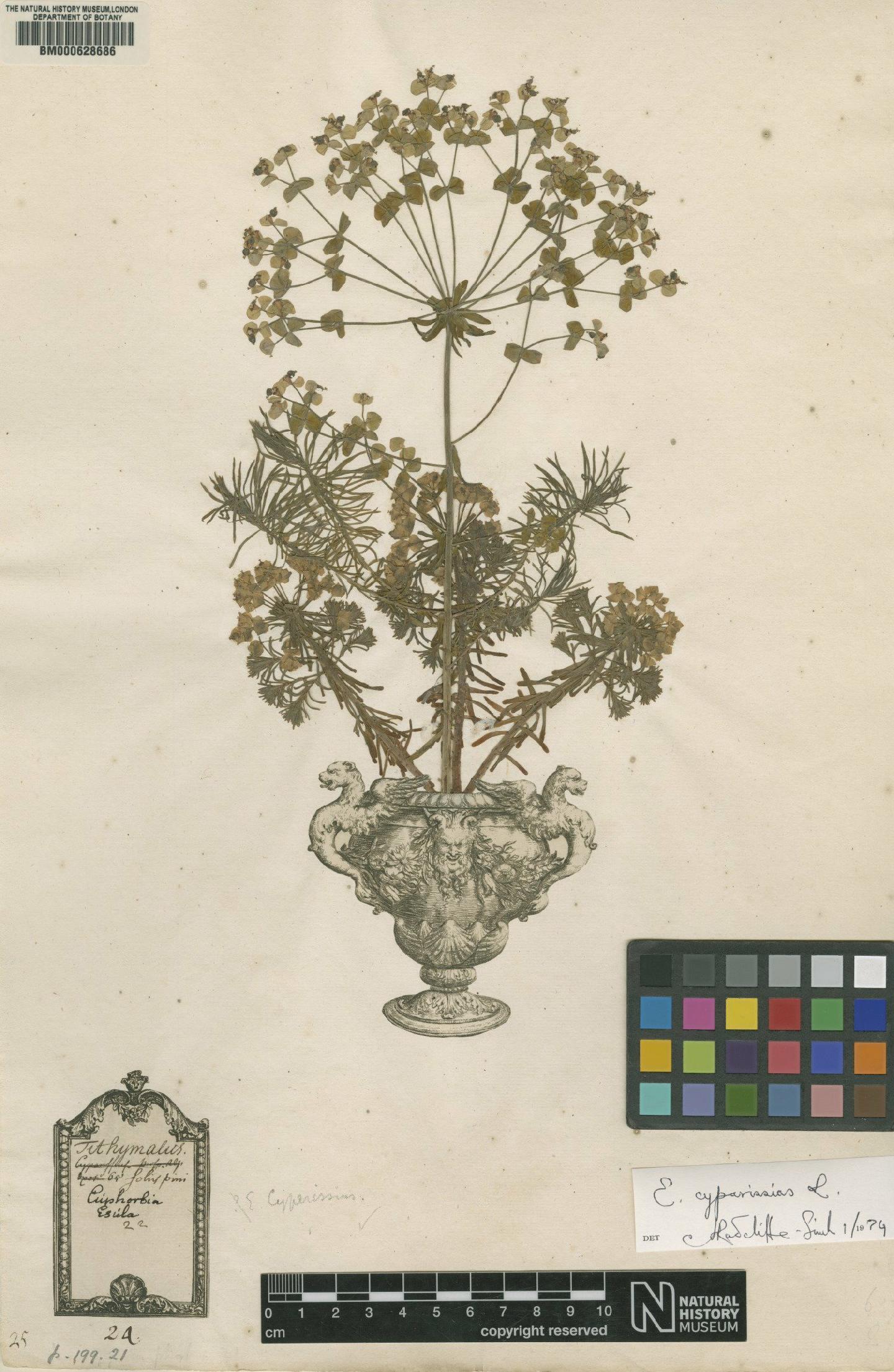 To NHMUK collection (Euphorbia cyparissias L.; Original material; NHMUK:ecatalogue:4699594)