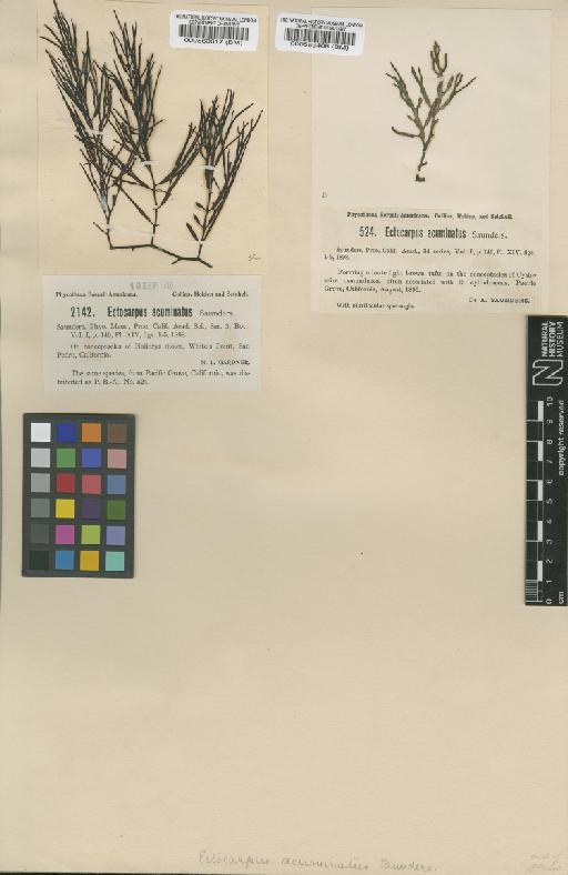 Feldmannia acuminata (Saunders) Hollenb. & I.A.Abbott - BM000563408
