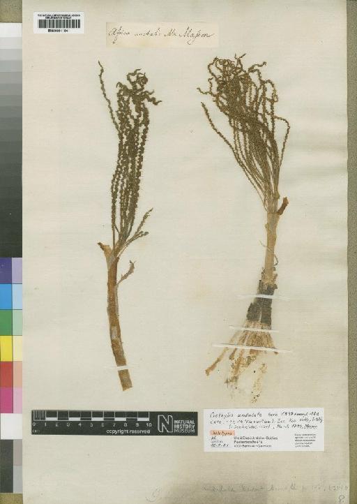 Gethyllis undulata Herb. - BM000911841