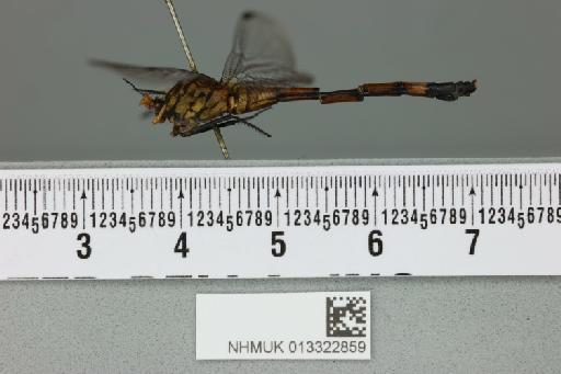 Agrionoptera insignis allogenes Tillyard, 1908 - 013322859_lateral