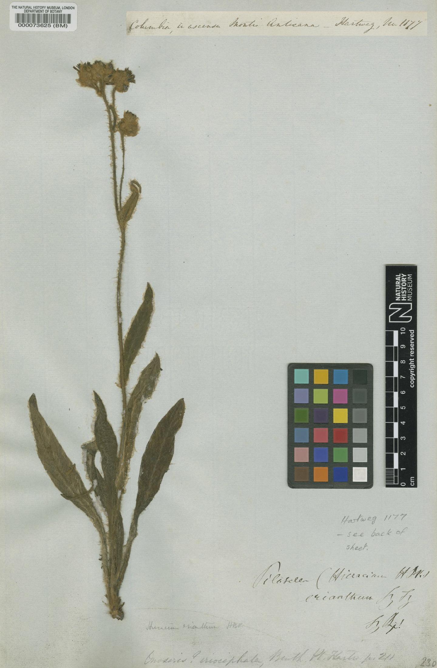 To NHMUK collection (Hieracium erianthum Klatt; Type; NHMUK:ecatalogue:5605966)