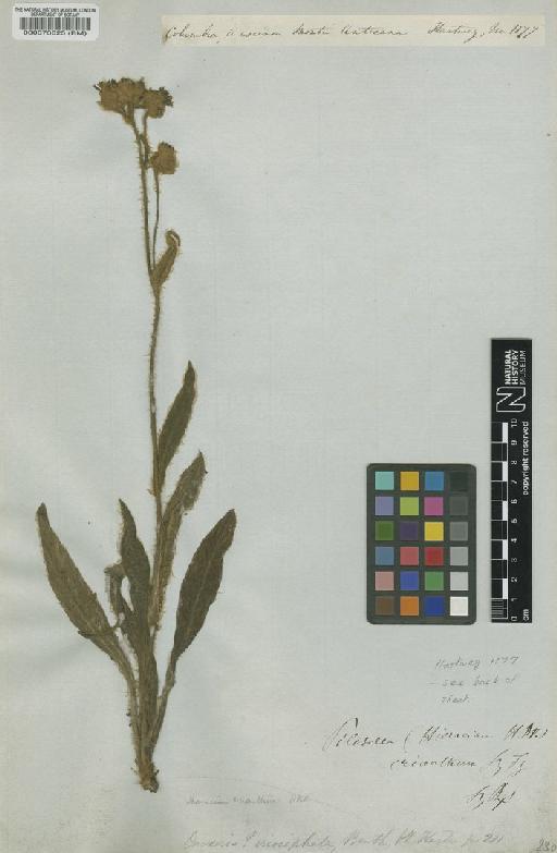 Hieracium erianthum Klatt - BM000073625
