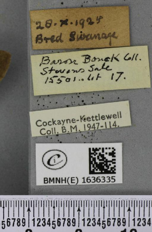 Macroglossum stellatarum (Linnaeus, 1758) - BMNHE_1636335_label_206051