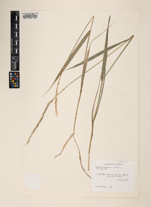 Elymus caninus var. behmii (Melderis) Jaaska × E. caninus var. caninus (L.) L. - 000013869