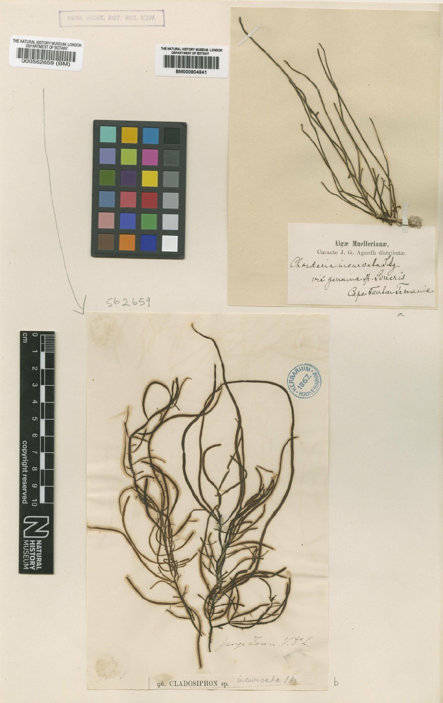 To NHMUK collection (Chordaria dictyosiphon (Harv.) Kütz.; TYPE; NHMUK:ecatalogue:4525994)