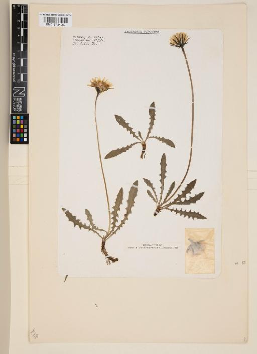 Leontodon hispidus L. - 015734062