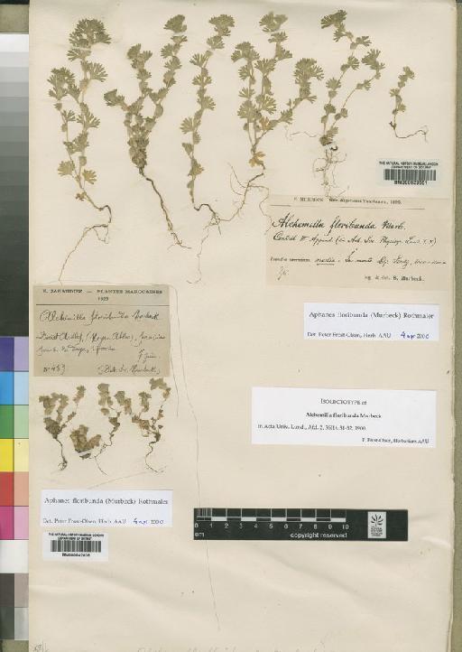 Aphanes floribunda (Murb) Rothm. - BM000842038